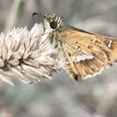 Dispar compacta (Barred Skipper) at Hackett, ACT - 3 Mar 2023 by Hejor1