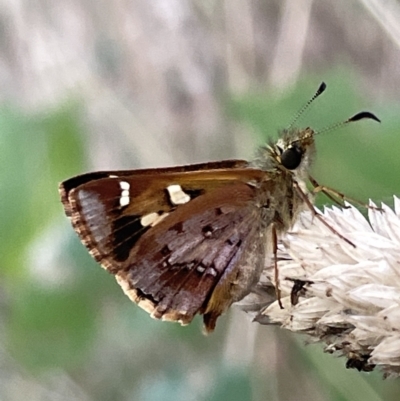 Dispar compacta (Barred Skipper) at Hackett, ACT - 3 Mar 2023 by Hejor1