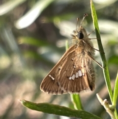 Dispar compacta (Barred Skipper) at Mount Majura - 3 Mar 2023 by Hejor1