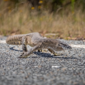 Varanus rosenbergi at Rendezvous Creek, ACT - suppressed