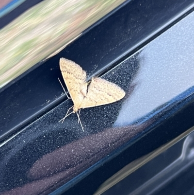 Scopula rubraria (Reddish Wave, Plantain Moth) at Molonglo Valley, ACT - 12 Mar 2023 by JimL