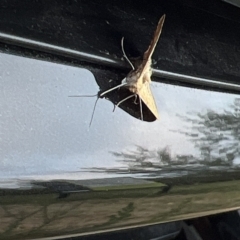 Scopula rubraria at Molonglo Valley, ACT - 12 Mar 2023