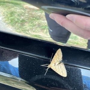 Scopula rubraria at Molonglo Valley, ACT - 12 Mar 2023