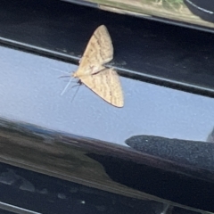 Scopula rubraria at Molonglo Valley, ACT - 12 Mar 2023