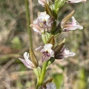 Paraprasophyllum alpestre at Cotter River, ACT - suppressed