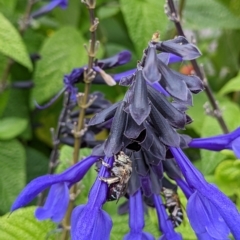 Amegilla sp. (genus) (Blue Banded Bee) at Sydney, NSW - 13 Mar 2023 by Paperbark native bees