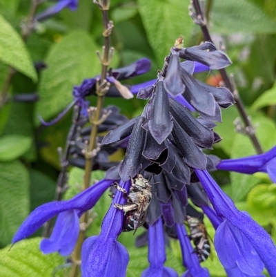 Amegilla sp. (genus) (Blue Banded Bee) at Sydney, NSW - 13 Mar 2023 by Paperbark native bees