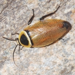 Ellipsidion australe (Austral Ellipsidion cockroach) at Budjan Galindji (Franklin Grassland) Reserve - 11 Mar 2023 by Harrisi