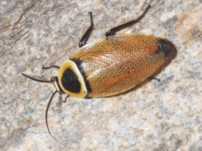 Ellipsidion australe (Austral Ellipsidion cockroach) at Franklin, ACT - 11 Mar 2023 by Harrisi