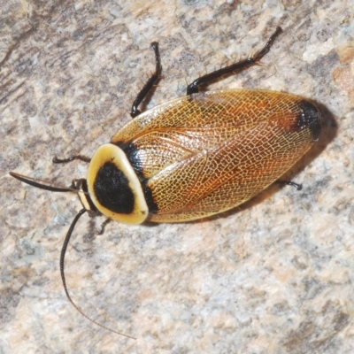 Ellipsidion australe (Austral Ellipsidion cockroach) at Budjan Galindji (Franklin Grassland) Reserve - 11 Mar 2023 by Harrisi
