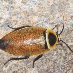 Ellipsidion australe at Franklin, ACT - 11 Mar 2023 02:09 PM