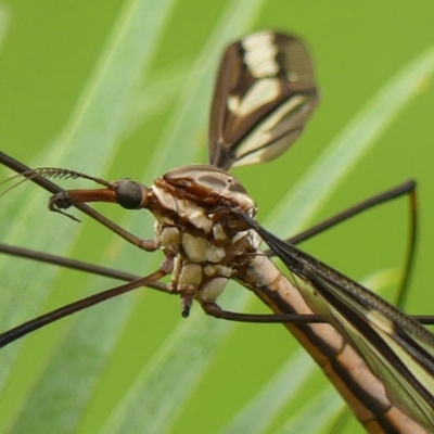 Ischnotoma (Ischnotoma) eburnea (A Crane Fly) at Braemar, NSW - 3 Mar 2023 by Curiosity