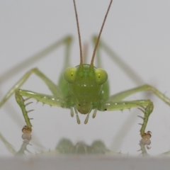 Unverified Katydid (Tettigoniidae) by TimL