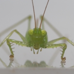 Unidentified Katydid (Tettigoniidae) at Wellington Point, QLD - 12 Mar 2023 by TimL