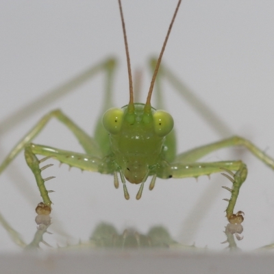 Unverified Katydid (Tettigoniidae) at  - suppressed by TimL