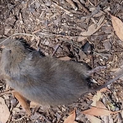 Mastacomys fuscus (Broad-toothed Rat) at Kosciuszko National Park - 12 Mar 2023 by MLH