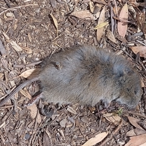 Mastacomys fuscus at Charlotte Pass, NSW - suppressed