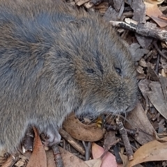 Mastacomys fuscus at Charlotte Pass, NSW - suppressed