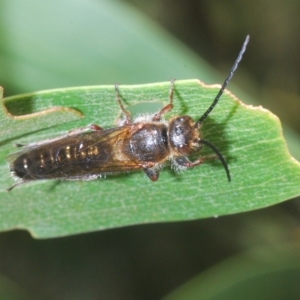 Tiphiidae (family) at Uriarra, NSW - 12 Mar 2023