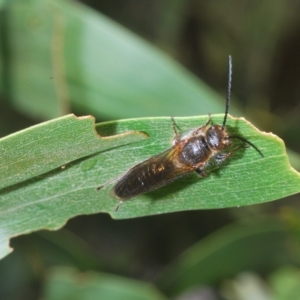 Tiphiidae (family) at Uriarra, NSW - 12 Mar 2023