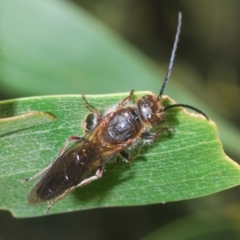 Tiphiidae (family) at Uriarra, NSW - 12 Mar 2023 03:45 PM