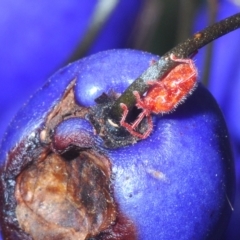 Trombidiidae (family) (Red velvet mite) at Uriarra, NSW - 12 Mar 2023 by Harrisi