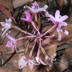 Dipodium roseum at Uriarra, NSW - suppressed