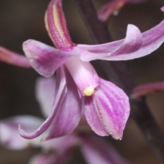 Dipodium roseum at Uriarra, NSW - suppressed