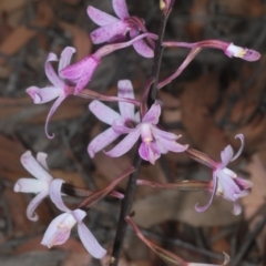 Dipodium roseum at Uriarra, NSW - suppressed