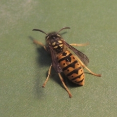 Vespula germanica (European wasp) at Pollinator-friendly garden Conder - 11 Mar 2023 by michaelb