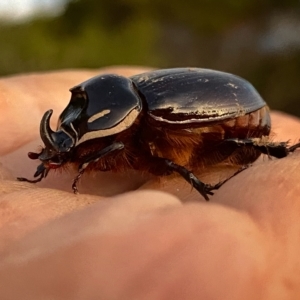 Dasygnathus sp. (genus) at Googong, NSW - suppressed