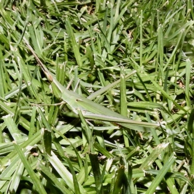 Acrida conica (Giant green slantface) at Gundagai, NSW - 11 Mar 2023 by GlossyGal