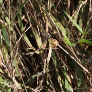 Taractrocera papyria at Lyons, ACT - 11 Mar 2023