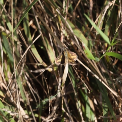 Taractrocera papyria (White-banded Grass-dart) at Lyons, ACT - 11 Mar 2023 by ran452