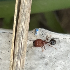 Pheidole sp. (genus) at Yarralumla, ACT - 24 Dec 2022 07:39 PM