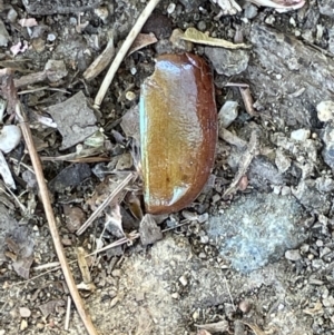 Anoplognathus sp. (genus) at Florey, ACT - 25 Dec 2022