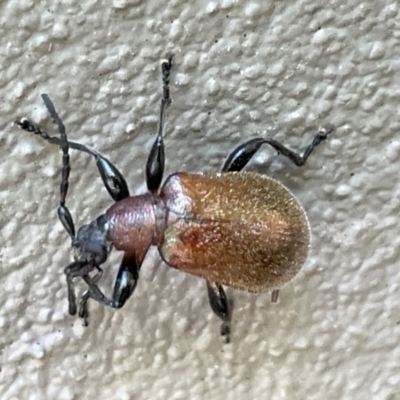 Ecnolagria sp. (genus) (A brown darkling beetle) at Braddon, ACT - 28 Dec 2022 by Hejor1