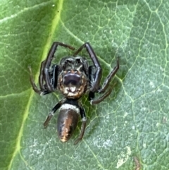 Opisthoncus grassator (Jumping spider) at Braddon, ACT - 31 Dec 2022 by Hejor1