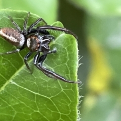 Opisthoncus nigrofemoratus (Black-thighed jumper) at Braddon, ACT - 31 Dec 2022 by Hejor1