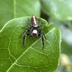 Opisthoncus nigrofemoratus at Braddon, ACT - 31 Dec 2022 12:09 PM