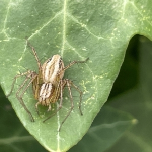 Oxyopes sp. (genus) at Braddon, ACT - 31 Dec 2022