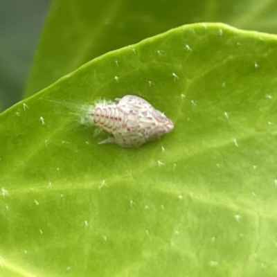 Siphanta sp. (genus) (Green planthopper, Torpedo bug) at Braddon, ACT - 31 Dec 2022 by Hejor1