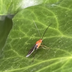 Unidentified Parasitic wasp (numerous families) at Braddon, ACT - 31 Dec 2022 by Hejor1