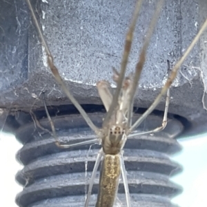 Tetragnatha sp. (genus) at Lyneham, ACT - 3 Jan 2023 03:59 PM