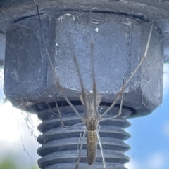 Tetragnatha sp. (genus) at Lyneham, ACT - 3 Jan 2023 03:59 PM