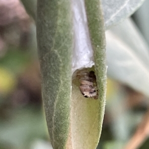 Opisthoncus sp. (genus) at Braddon, ACT - 5 Jan 2023