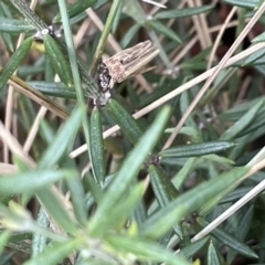 Clania ignobilis (Faggot Case Moth) at Gungahlin, ACT - 7 Jan 2023 by Hejor1