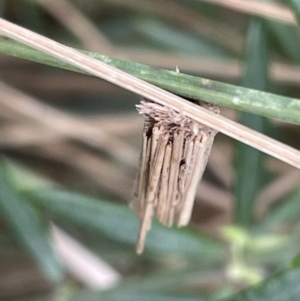 Clania ignobilis at Gungahlin, ACT - 7 Jan 2023