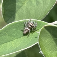 Opisthoncus sp. (genus) (Opisthoncus jumping spider) at Canberra, ACT - 4 Jan 2023 by Hejor1