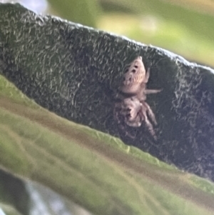 Opisthoncus grassator at Braddon, ACT - 8 Jan 2023